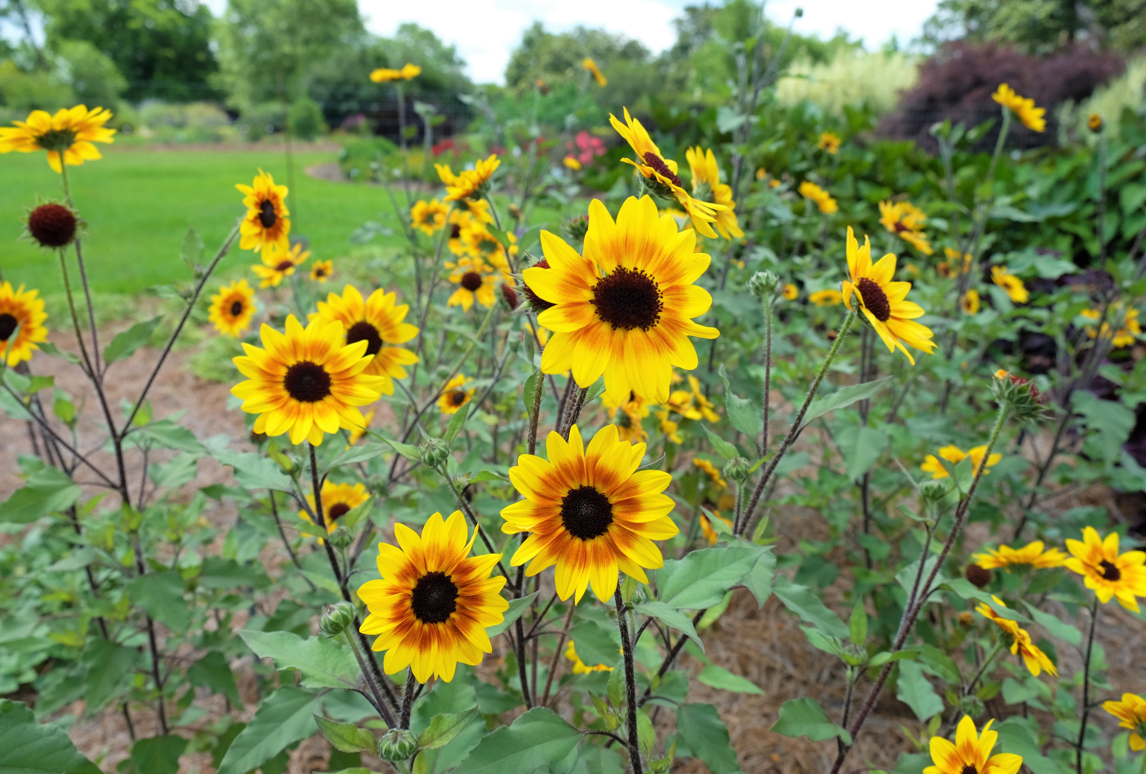 suncredible saturn helianthus krisJPG